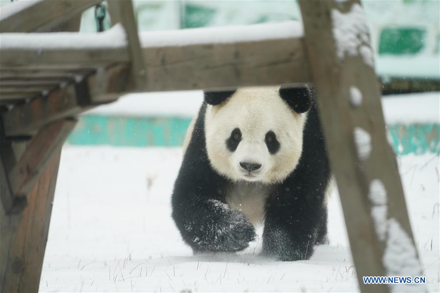 CHINA-HEILONGJIANG-SHANGZHI-SNOW-PANDA (CN)