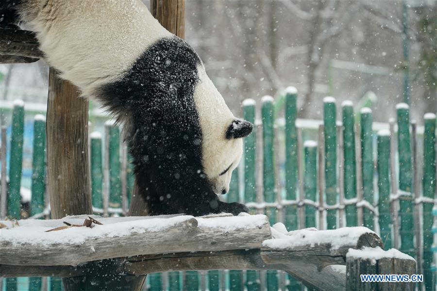 CHINA-HEILONGJIANG-SHANGZHI-SNOW-PANDA (CN)