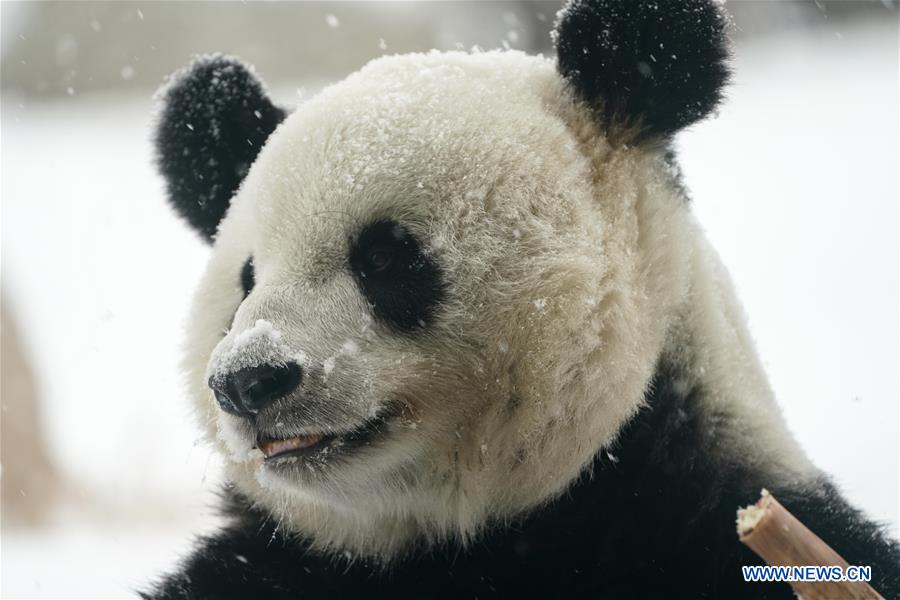 CHINA-HEILONGJIANG-SHANGZHI-SNOW-PANDA (CN)