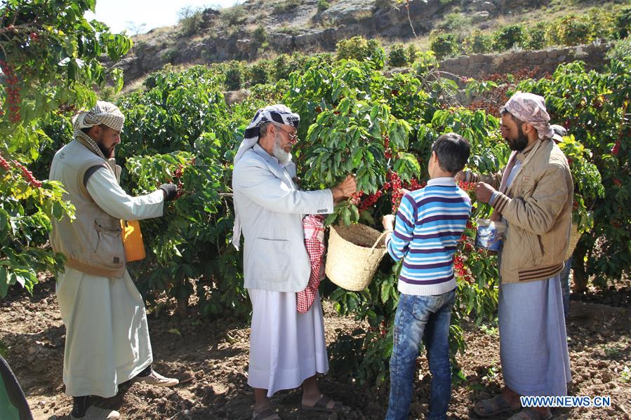 YEMEN-SANAA-COFFEE HARVEST