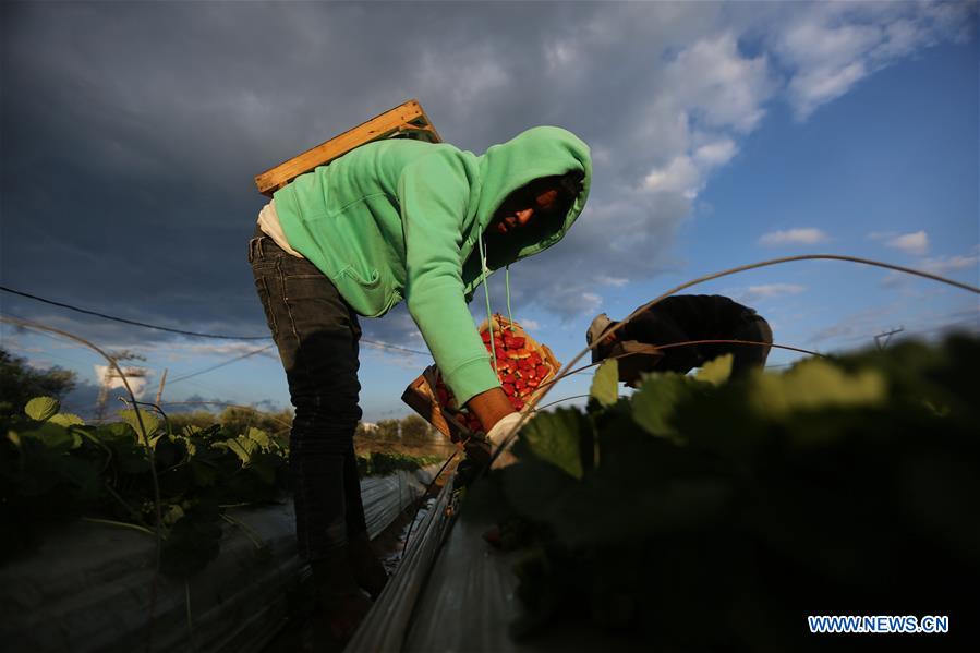 MIDEAST-GAZA-STRAWBERRY-HARVEST