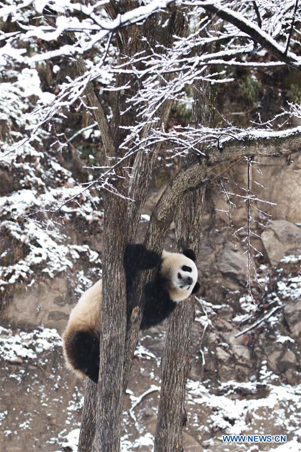 #CHINA-SHAANXI-HANZHONG-SNOW-PANDA (CN)