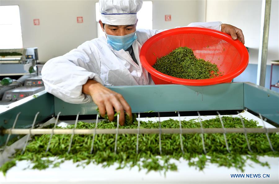 #CHINA-HUBEI-ENSHI-SPRING TEA-PRODUCTION (CN)