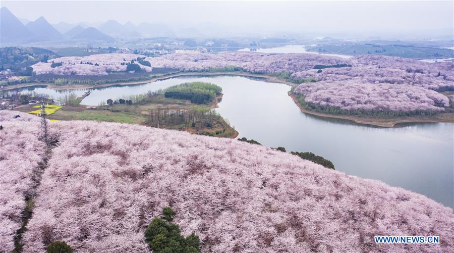 CHINA-GUIZHOU-GUIAN-CHERRY BLOSSOMS (CN)