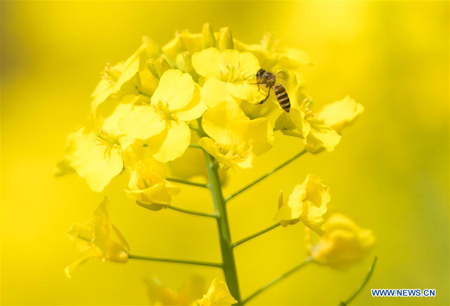 CHINA-HUBEI-WUHAN-SPRING SCENERY (CN)