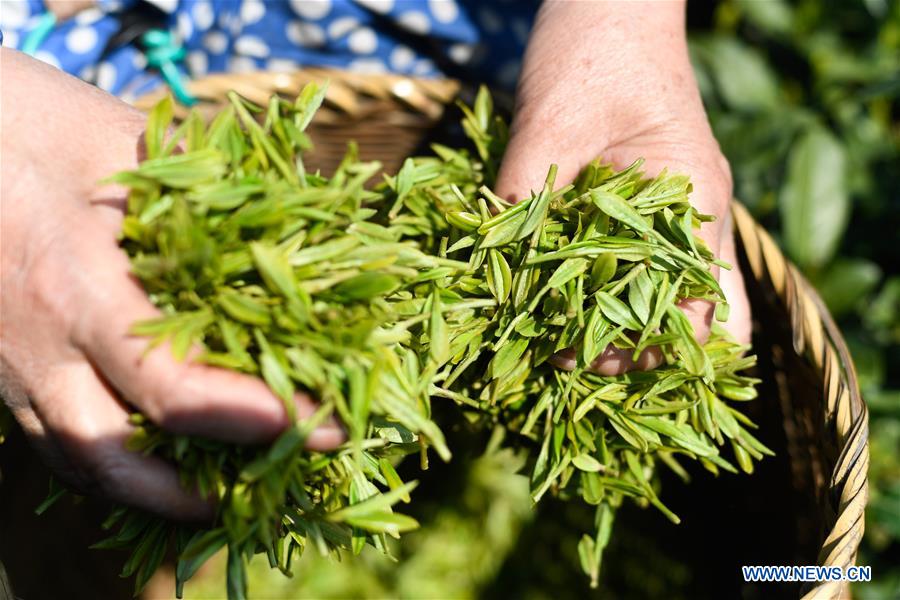 CHINA-HANGZHOU-XIHU LONGJING TEA-HARVEST (CN)