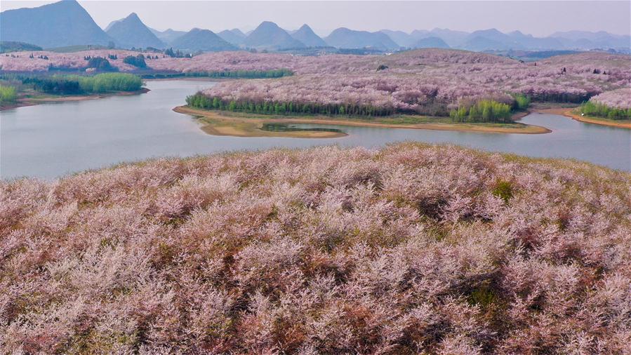 CHINA-GUIZHOU-GUIAN-CHERRY BLOSSOMS (CN)