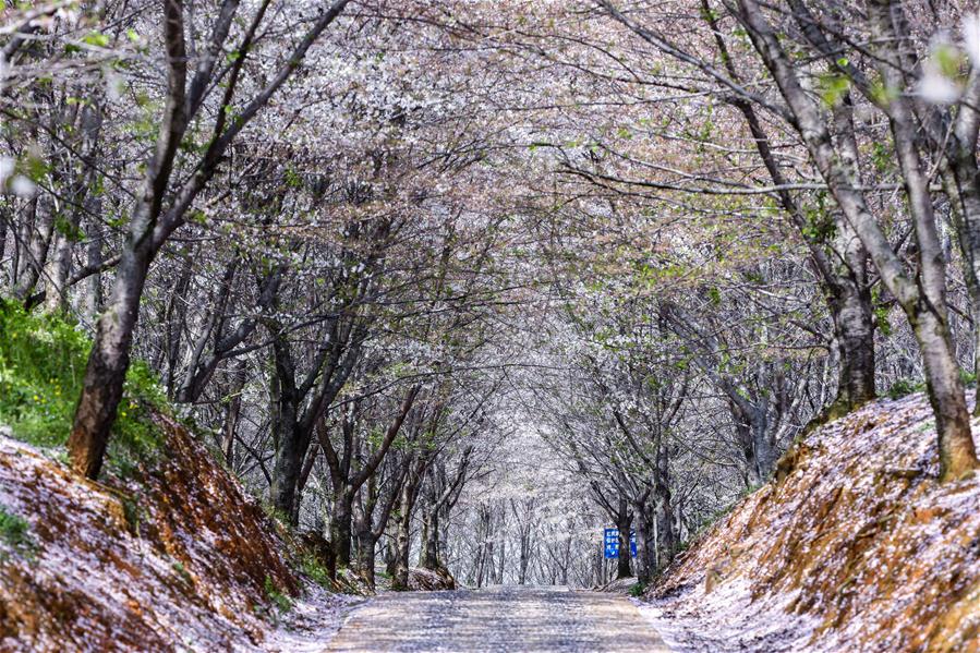 CHINA-GUIZHOU-GUIAN-CHERRY BLOSSOMS (CN)