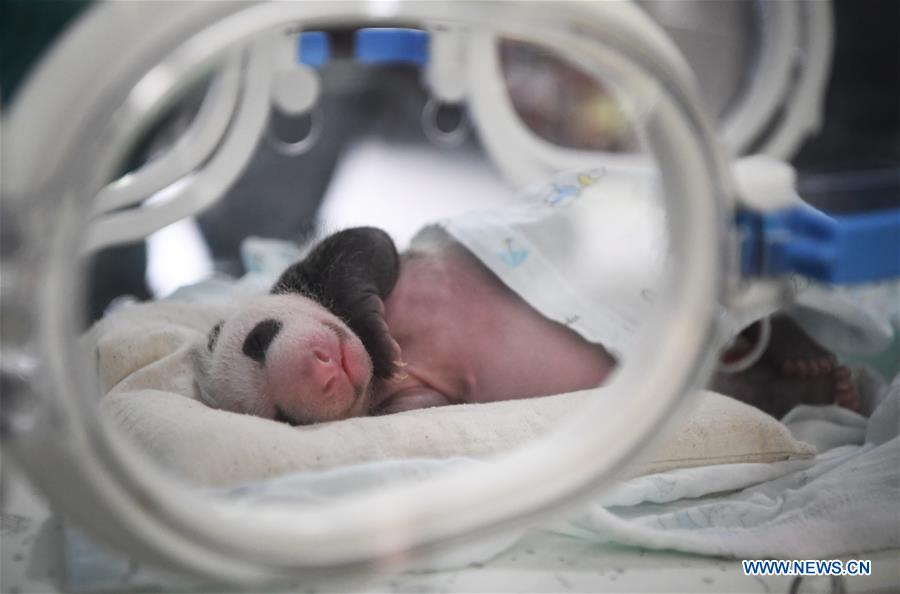 CHINA-CHONGQING-PANDA CUBS (CN)