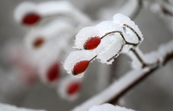 Plants covered by ice and snow at Wanbaoshan wood farm in China's Hunan