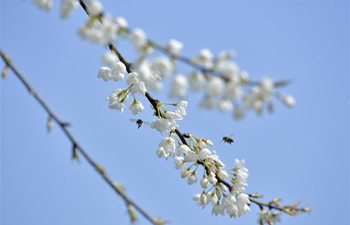 Nature full of vigor, vitality on day of "Jingzhe"