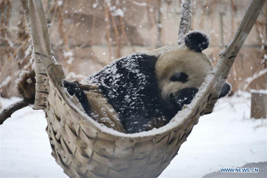 #CHINA-BEIJING-SNOW-GIANT PANDA (CN)