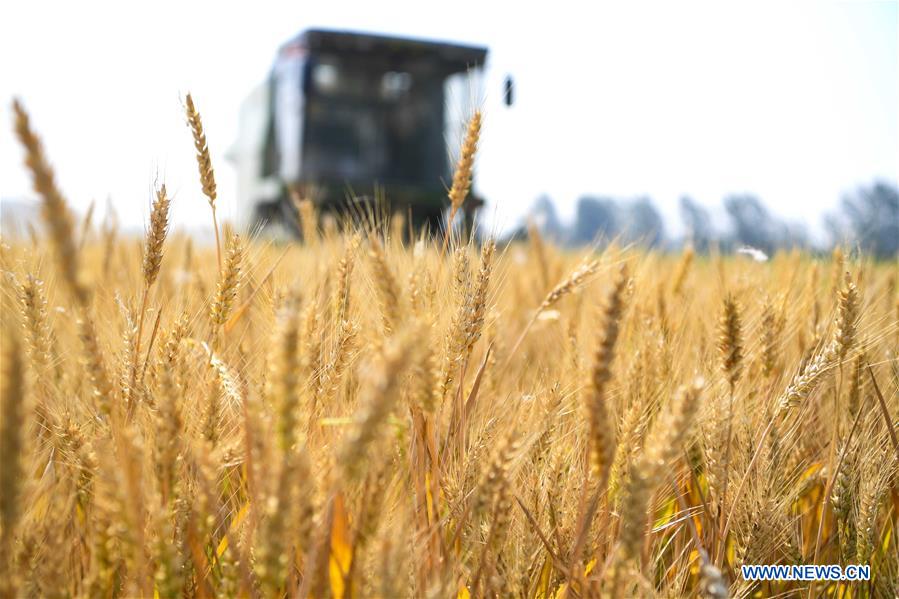 #CHINA-SUMMER-FARM WORK (CN)