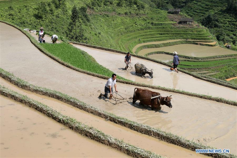 #CHINA-SUMMER-FARM WORK (CN)