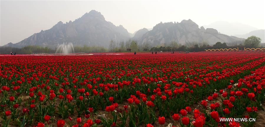 CHINA-HENAN-HOT SPRING TOWN-TULIPS (CN)