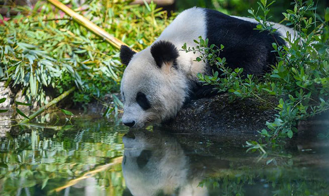 Giant Panda Yang Yang seen at Schonbrunn Zoo in Vienna