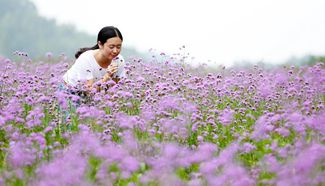 Verbena flowers blossom in southeast China's Fujian