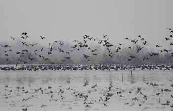 Migratory birds fly over wetland area in summer capital of Indian-controlled Kashmir