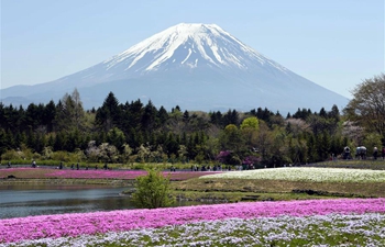 People enjoy "Shibazakura" blossoms at Lake Kawaguchi, Japan