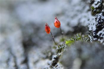 Stunning scenery at river bank in Xuanen County, China's Hubei