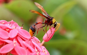 Wasp, butterfly collect pollen from flowers in Nay Pyi Taw, Myanmar