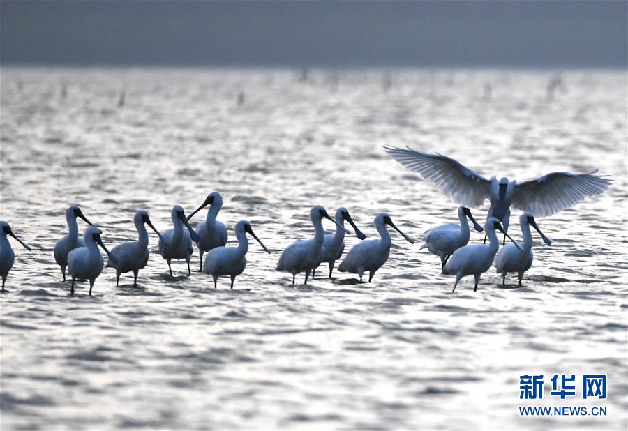 （图文互动）（4）十年树木、红树成林——“海上森林”回归记