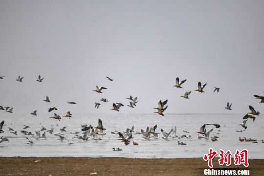 香格里拉“绿肺”纳帕海：修复湿地生态变身候鸟天堂