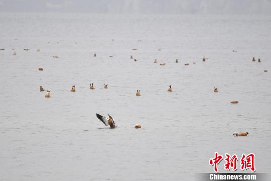 图为在纳帕海湿地栖息的候鸟?！×跞窖?摄