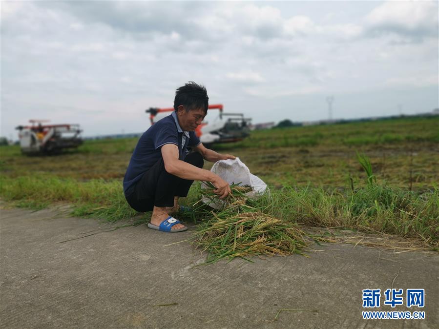 （新华视点·聚焦餐桌外的浪费·图文互动）（1）颗粒归仓为何难实现？我国粮食收割环节损失惊人