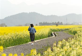 畅游油菜花海