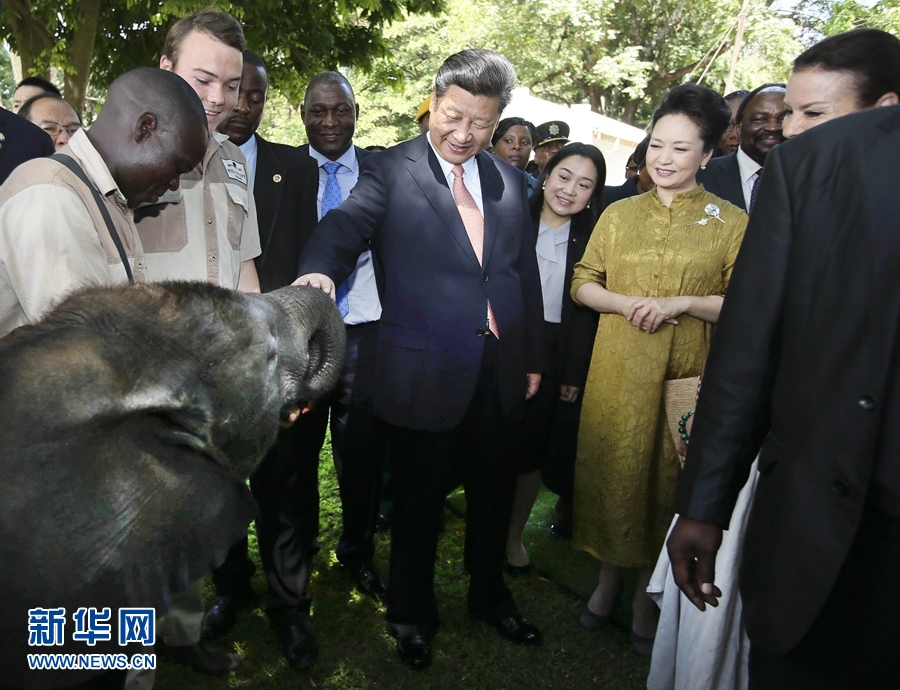 12月2日，国家主席习近平在津巴布韦考察野生动物救助基地。在基地负责人陪同下，习近平和夫人彭丽媛察看了基地救助的野生动物，并给大象、长颈鹿递喂水果、树叶。新华社记者 兰红光 摄 